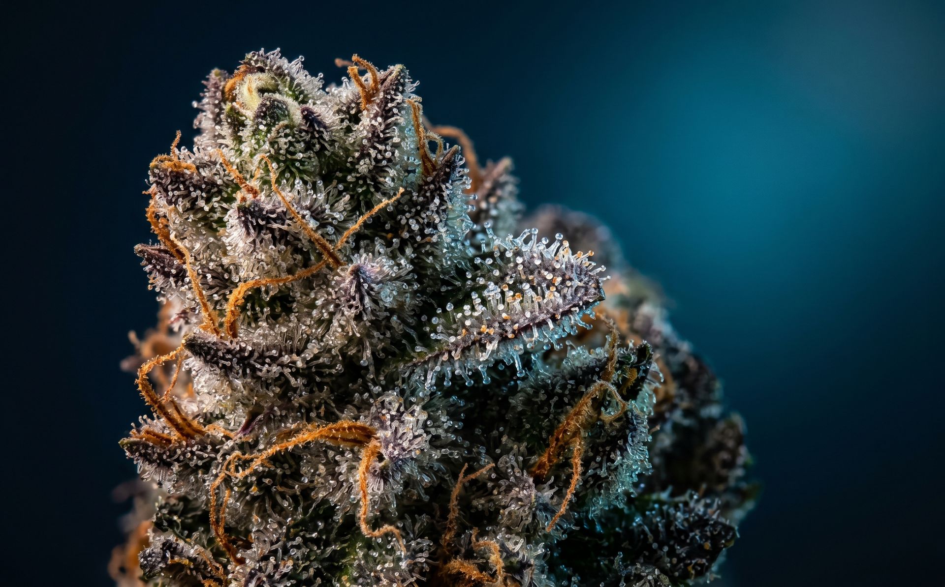 THC und CBD bei Colitis ulcerosa